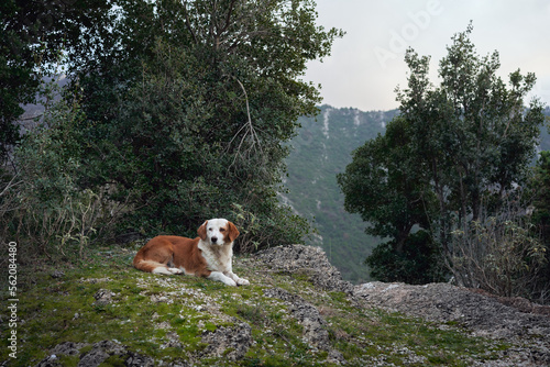 red and white dog in the mountains. Mix breed in nature at spring 