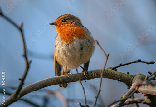 Ein Rotkehlchen, Vogel in freier Natur.