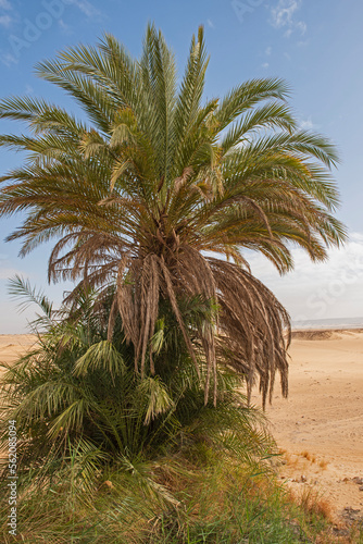 Barren desert landscape in hot climate with palm tree