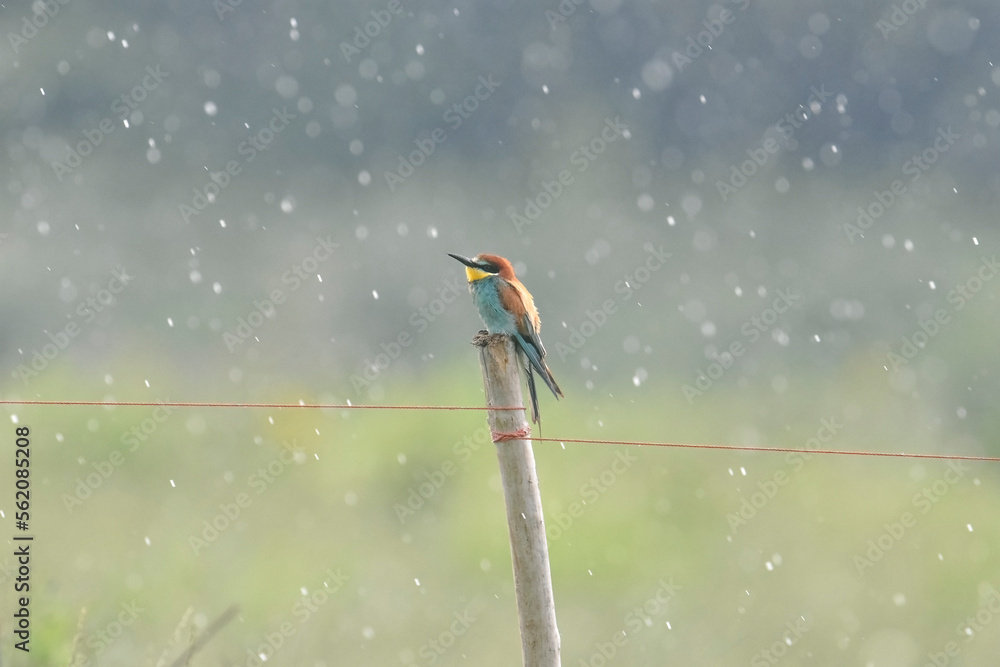 Bee-eater (Merops apiaster) sweetly perched on a fence post with raindrops around and pastel bokeh in the background. Scenic photo. Piedmont, Italy.