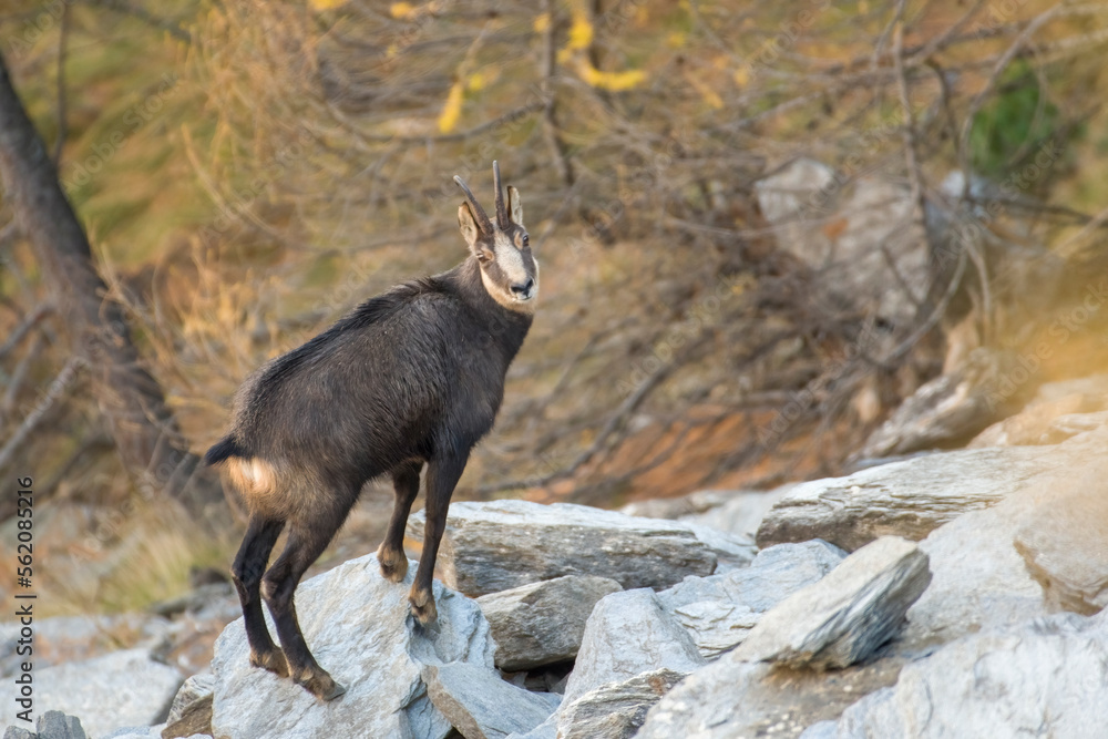 Alpine chamois standing on a rock in autumnal alpine enviroment with larch trees and blurred stones in the background. Italian Alps, Piedmont