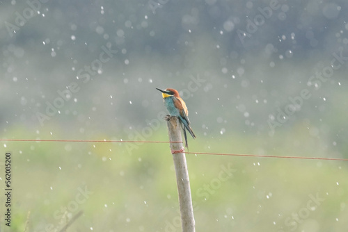 Obraz na płótnie Bee-eater (Merops apiaster) sweetly perched on a fence post with raindrops around and pastel bokeh in the background. Scenic photo. Piedmont, Italy. w salonie