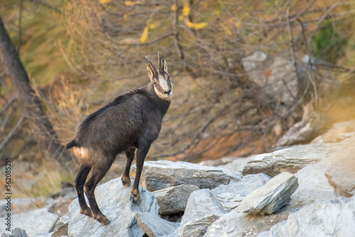 Obraz na płótnie Alpine chamois standing on a rock in autumnal alpine enviroment with larch trees and blurred stones in the background. Italian Alps, Piedmont w salonie