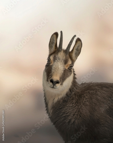 Obraz na płótnie Close up of Alpine Chamois (Rupicapra rupicapra) looking into camera in soft morning light, Italian Alps, Piedmont. w salonie