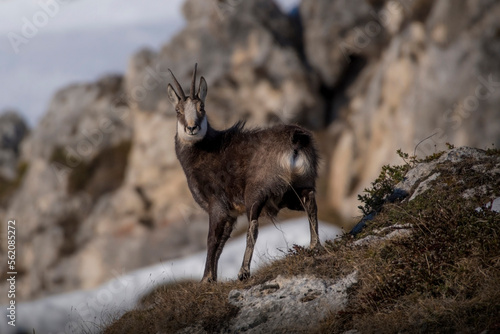 Obraz na płótnie Winter Alpine chamois or wild goat (Rupicapra rupicapra) in alert standing on a mountain meadow against blurred snowy mountains in the background. Italian Alps, Monviso Natural Park. w salonie
