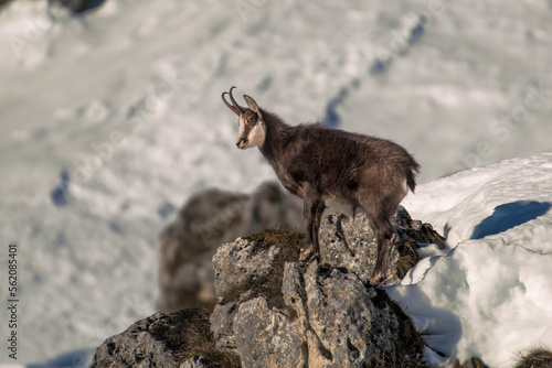 Obraz na płótnie Alpine Chamois looking down to the valley standing on a rock against snowy slopes background. Italian Alps, Piedmont. w salonie