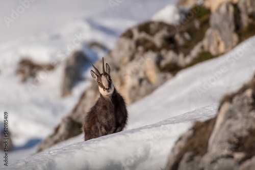 Obraz na płótnie Winter male Alpine chamois or mountain goat (Rupicapra rupicapra) standing on a snowy meadow against rocks mountain background in morning light, Italy, Alps Mountains. w salonie