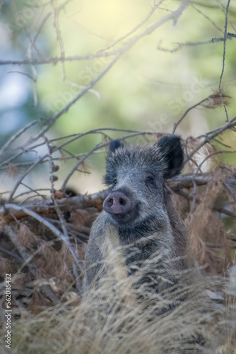 Female wild boar (Sus scrofa) seems to smile looking from the forest, Alps Mountains, Italy