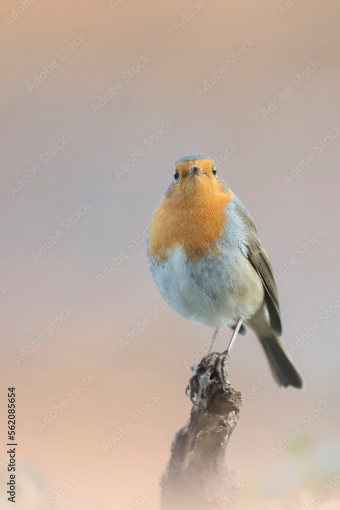 Portrait of wild redbreast (Robin - Erithacus rubecula) looking into the camera, perched on a small branch in warm sunset light, Alps, Italy.