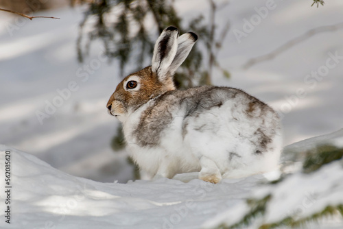 Mountain hare (Lepus timidus), also known as variable hare, white hare or alpine hare, resting in the snow under a spruce tree on a cold winter day in the soft sunrising light, Italian Alps, Piedmont.