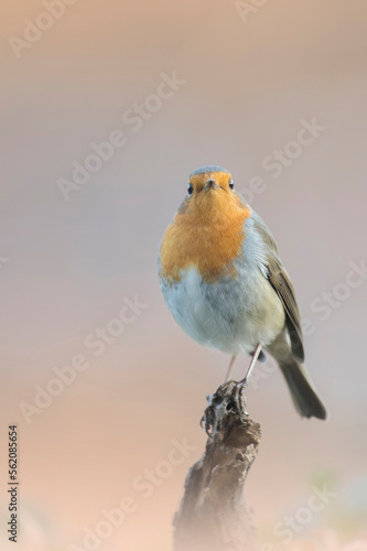 Obraz na płótnie Portrait of wild redbreast (Robin - Erithacus rubecula) looking into the camera, perched on a small branch in warm sunset light, Alps, Italy. w salonie