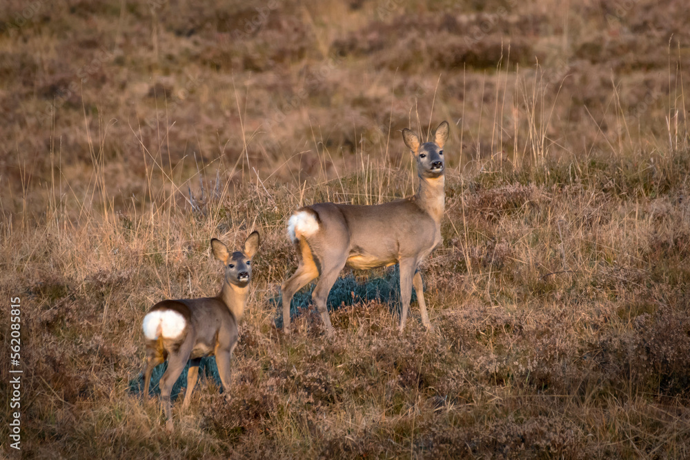 Female roe deer and fawn (Capreolus capreolus) in a dry alpine meadow at sunrise, Italian Alps, Monviso Natural Park. Animals in wild