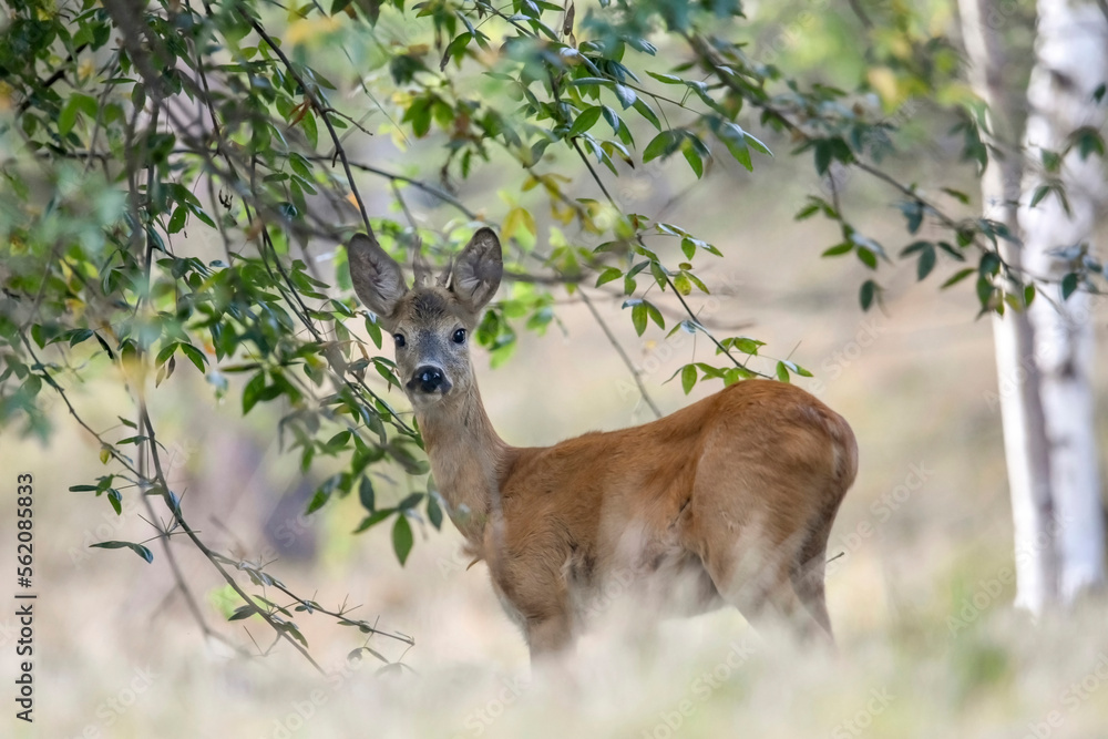 One year old European roe deer or roe buck (Capreolus capreolus) looking from an alpine forest at sunset, Italian Alps.