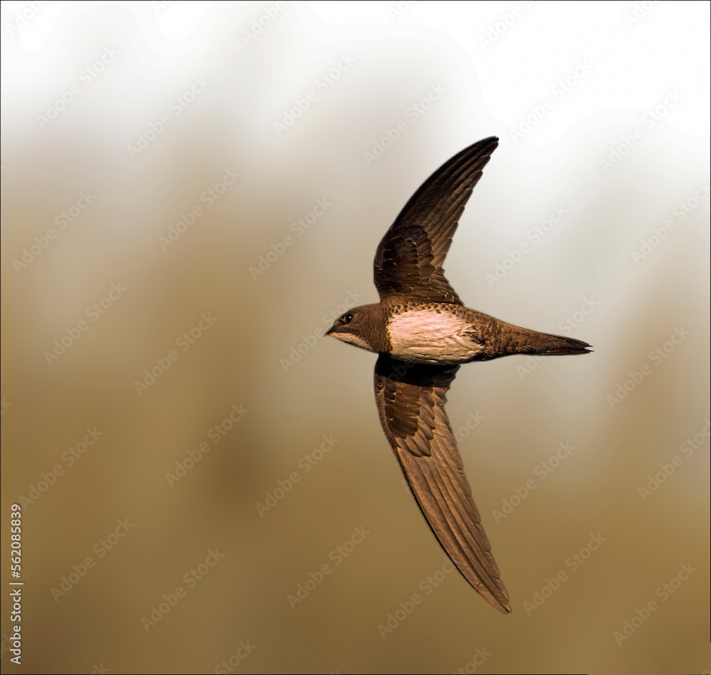 Alpine swift (Tachymarptis melba) formerly Apus melba, in flight against blurred farm fields in the background. Italy.