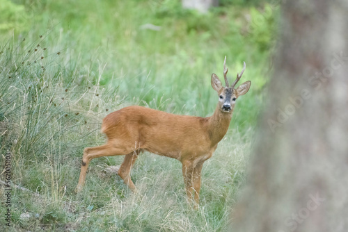 Wild male roe deer (Capreolus capreolus) standing in alert in alpine meadow, Italian Alps, Monviso natural park.