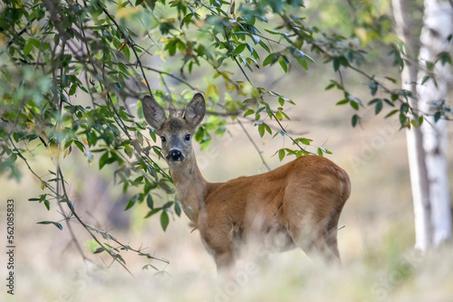 Obraz na płótnie One year old European roe deer or roe buck (Capreolus capreolus) looking from an alpine forest at sunset, Italian Alps. w salonie