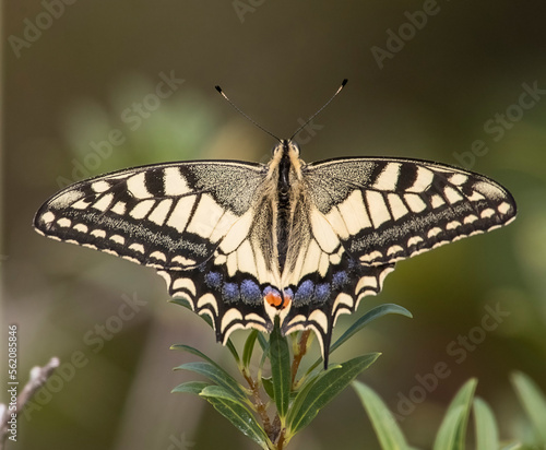 Obraz na płótnie Swallowtail butterfly (Papilio machaon) with spread wings shot from above while feeding on a flower. Ligury, Italy. w salonie