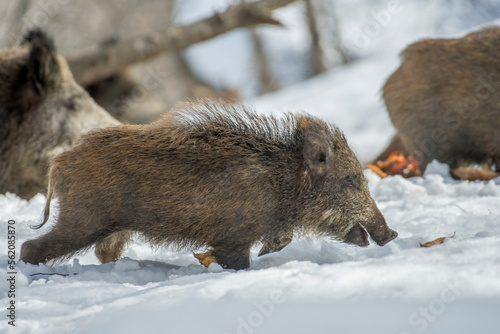 Obraz na płótnie Wild boar cub (Sus scrofa) faces deep snow with great tenacity and some snowflakes remain on his snout - italian Alps w salonie