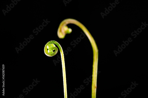 Two sprouts of a sundew plant. photo
