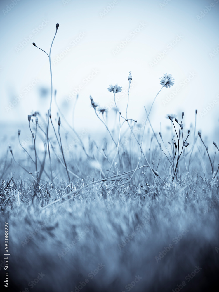 wild flowers in the grass wild flowers in the grass