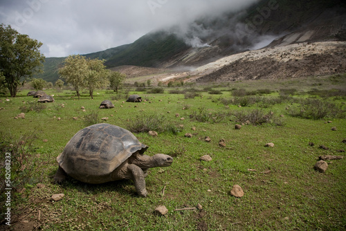 Fotografie A giant tortoise walks along the floor of Alcedo Volcano in the Galapagos