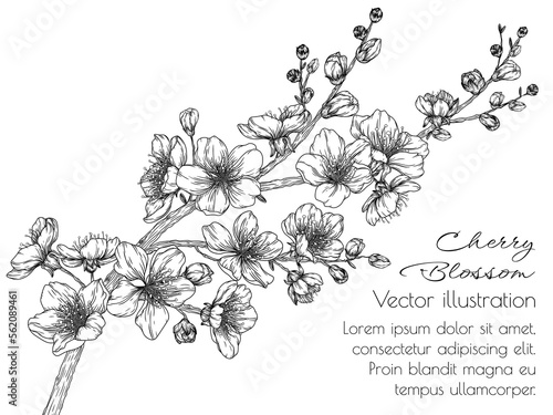 Vector illustration of a branch of blossoming cherry in the style of engraving