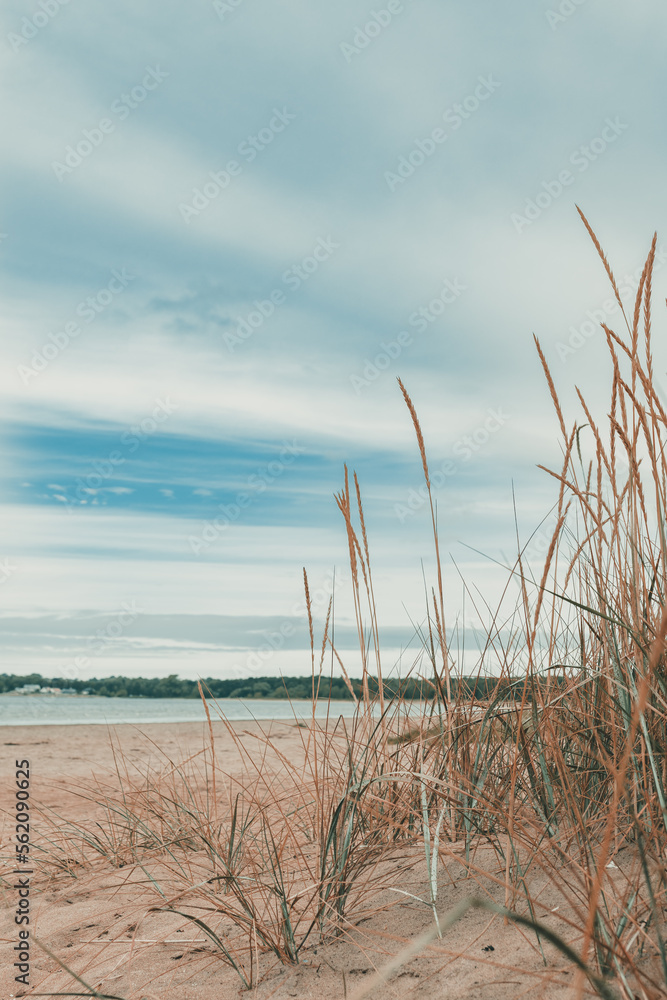 Halmstad West beach, grass at sandy shoreline of Kattegat Sea on overcast summer day. Beautiful scenic landscape from Sweden. Halmstad West beach, grass at sandy shoreline of Kattegat Sea on overcast summer day. Beautiful scenic landscape from Sweden.