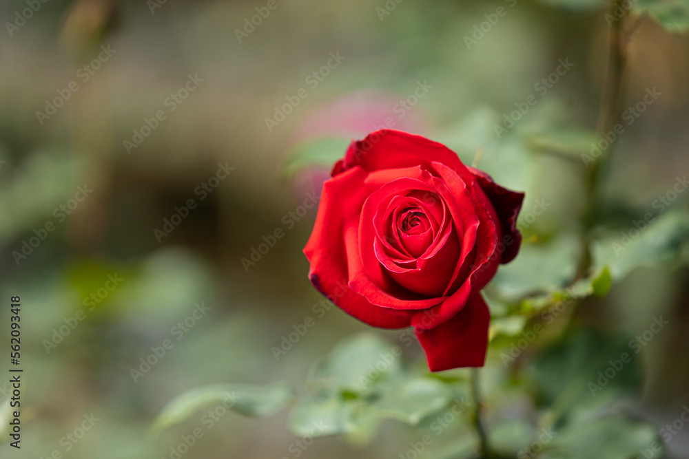 Close up of beautiful rose on blur background. Isolated image of bright rose on blurred background. Roses bloom in the garden. freshness, space for text, flowers queen of love, valentine symbol. Close up of beautiful rose on blur background. Isolated image of bright rose on blurred background. Roses bloom in the garden. freshness, space for text, flowers queen of love, valentine symbol.
