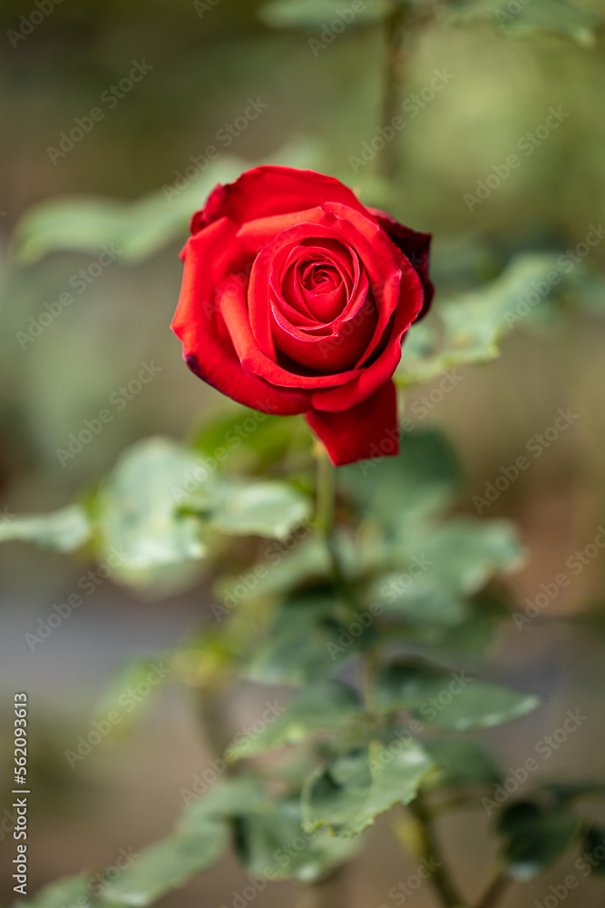 Close up of beautiful rose on blur background. Isolated image of bright rose on blurred background. Roses bloom in the garden. freshness, space for text, flowers queen of love, valentine symbol. Close up of beautiful rose on blur background. Isolated image of bright rose on blurred background. Roses bloom in the garden. freshness, space for text, flowers queen of love, valentine symbol.