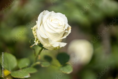 Close up,beautiful rose on blur background. Isolated image of bright  rose on blurred background. Roses bloom in the country garden. freshness, space for text, flowers queen of love, valentine symbol.