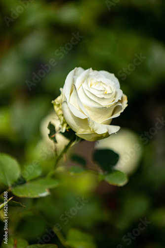 Close up of beautiful rose on blur background. Isolated image of bright  rose on blurred background. Roses bloom in the garden. freshness, space for text, flowers queen of love, valentine symbol.
