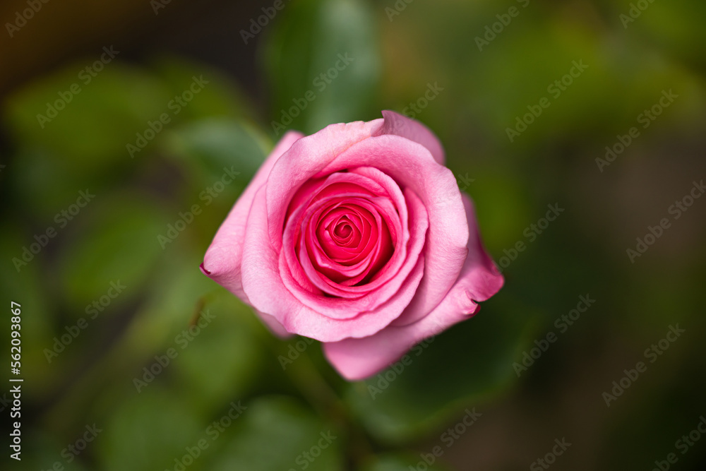 Close up,beautiful rose on blur background. Isolated image of bright rose on blurred background. Roses bloom in the country garden. freshness, space for text, flowers queen of love, valentine symbol. Close up,beautiful rose on blur background. Isolated image of bright rose on blurred background. Roses bloom in the country garden. freshness, space for text, flowers queen of love, valentine symbol.