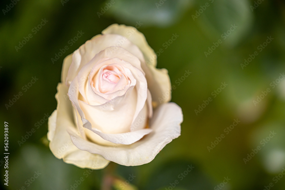 Close up of beautiful rose on blur background. Isolated image of bright rose on blurred background. Roses bloom in the garden. freshness, space for text, flowers queen of love, valentine symbol. Close up of beautiful rose on blur background. Isolated image of bright rose on blurred background. Roses bloom in the garden. freshness, space for text, flowers queen of love, valentine symbol.
