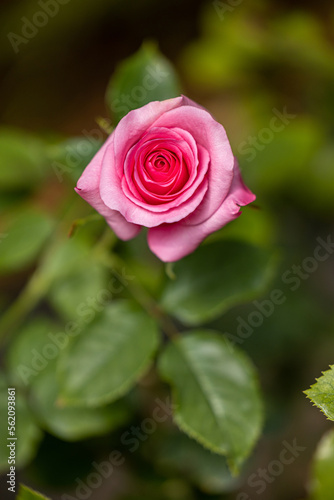 Close up of beautiful rose on blur background. Isolated image of bright  rose on blurred background. Roses bloom in the garden. freshness  space for text  flowers queen of love  valentine symbol.