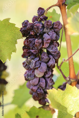Botrytised (noble rotten) aszú grape in Tokaj
