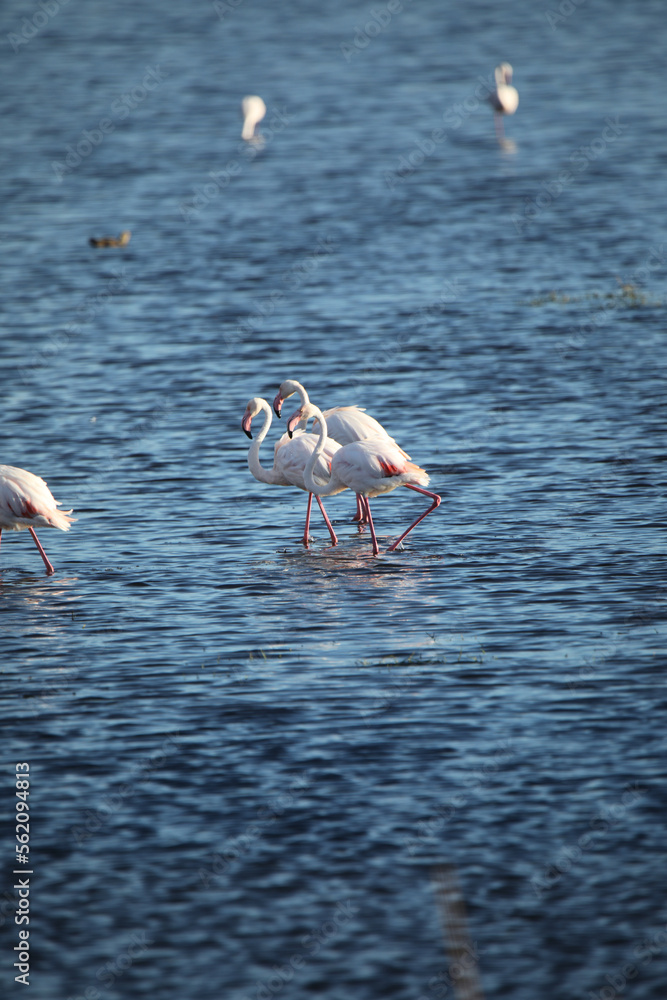 Flamingos on Water