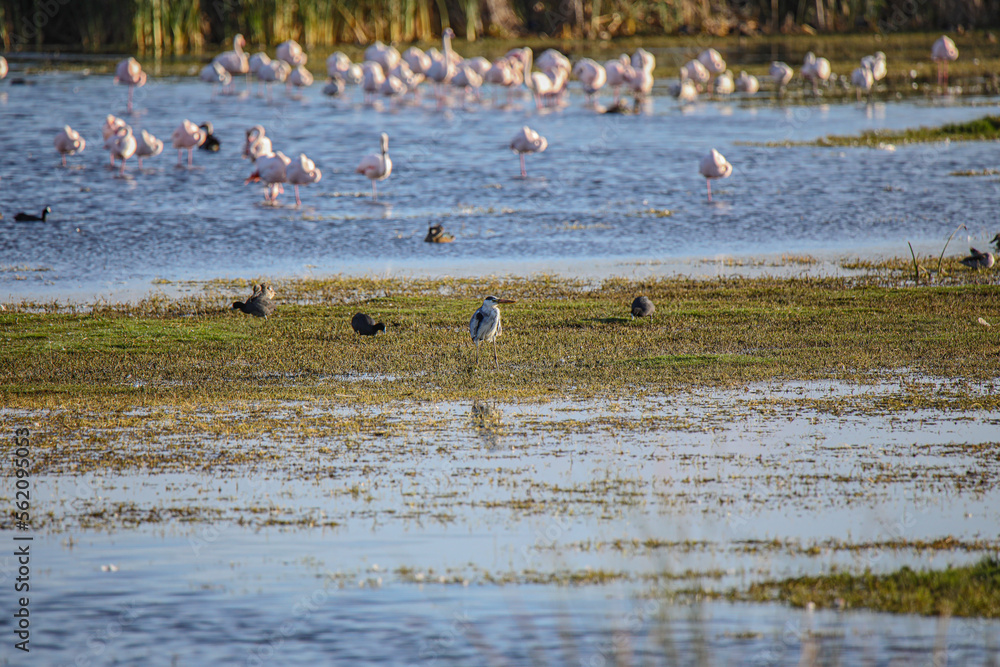 Fototapeta premium Flamingos on Water