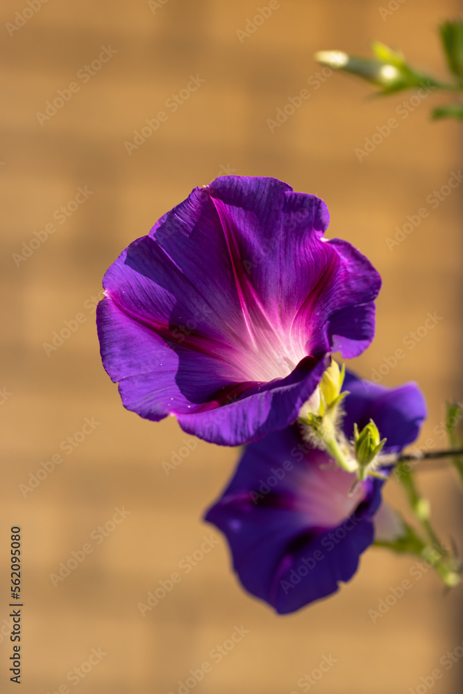 purple climbing plant flower as background