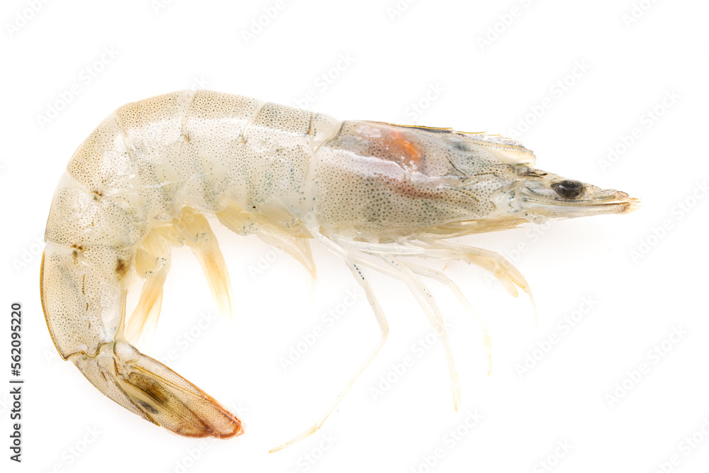 fresh white-legged shrimp on a white background fresh white-legged shrimp on a white background