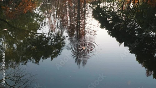 One maple leaf falling into lake with round ripples, beautiful autumn landscape 4k slow motion footage, colorful forest reflections in peaceful lake like paintings in sunny day. photo