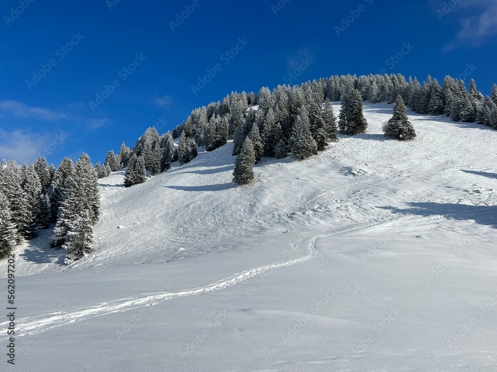 Picturesque canopies of alpine trees in a typical winter atmosphere after the winter snowfall over the Lake Walen or Lake Walenstadt (Walensee) and in the Swiss Alps, Amden - Switzerland / Schweiz Picturesque canopies of alpine trees in a typical winter atmosphere after the winter snowfall over the Lake Walen or Lake Walenstadt (Walensee) and in the Swiss Alps, Amden - Switzerland / Schweiz
