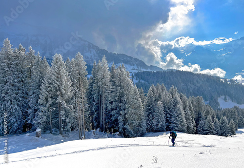 Picturesque canopies of alpine trees in a typical winter atmosphere after the winter snowfall over the Lake Walen or Lake Walenstadt (Walensee) and in the Swiss Alps, Amden - Switzerland / Schweiz