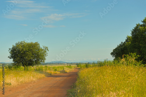 Landscape on a field with a road stretching into the distance in the steppe on a clear sunny day