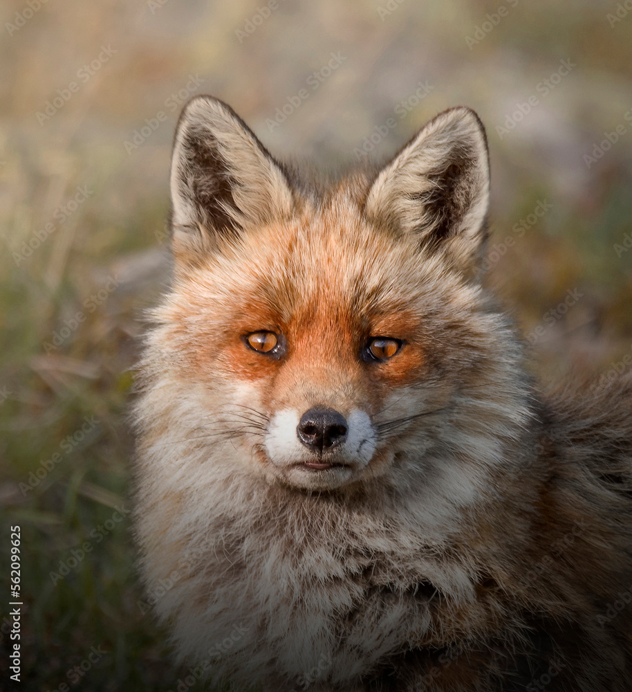 Close-up of a red fox (Vulpes vulpes) looking at the camera, with bright eyes and a sly look, Alps mountains, Italy.