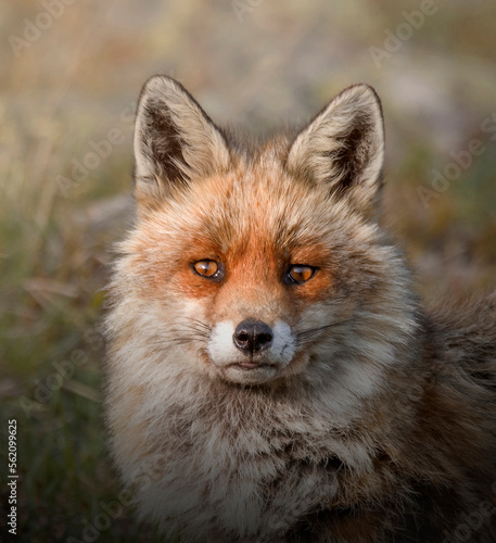 Obraz na płótnie Close-up of a red fox (Vulpes vulpes) looking at the camera, with bright eyes and a sly look, Alps mountains, Italy. w salonie