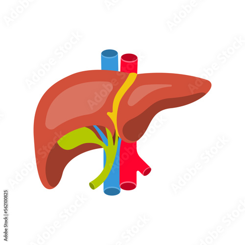 Human liver. Anatomy of the human liver, gallbladder, aorta and portal vein, hepatic duct. Structure internal organ. Hepatic system. Vector illustration flat design. Isolated on white background.