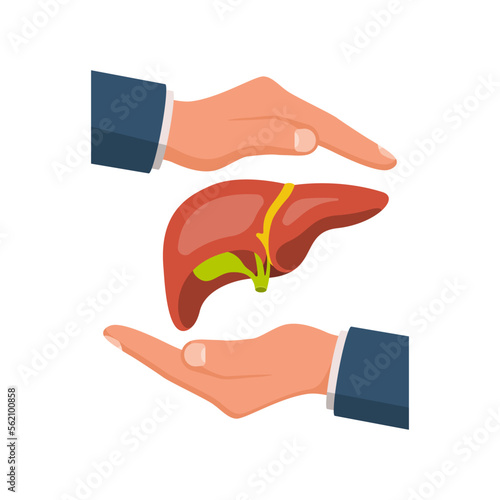Liver protection. Safety human. The doctor's hands protect the human liver. The concept of maintaining health. Vector illustration flat design. Isolated on white background.