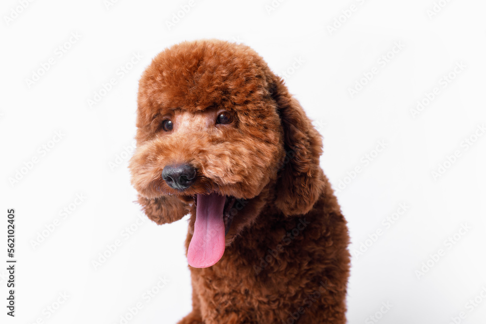 Portraite of adorable, happy puppy of toy poodle. Cute smiling dog on white background. Free space for text. Wide angle horizontal wallpaper or web banner. Portraite of adorable, happy puppy of toy poodle. Cute smiling dog on white background. Free space for text. Wide angle horizontal wallpaper or web banner.