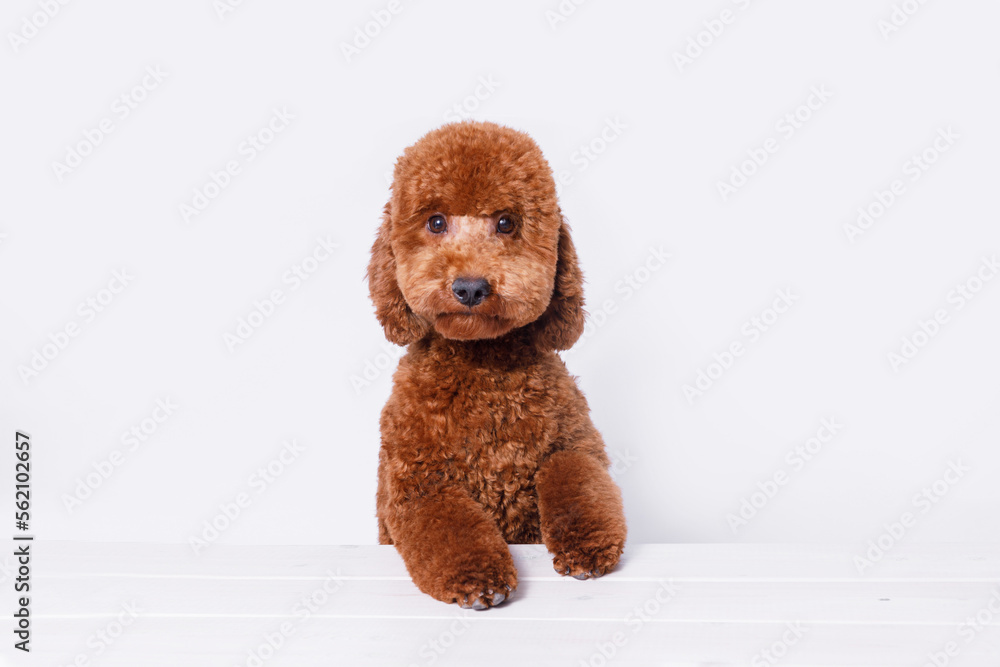 Portraite of adorable, happy puppy of toy poodle. Cute smiling dog on white background. Free space for text. Wide angle horizontal wallpaper or web banner. Portraite of adorable, happy puppy of toy poodle. Cute smiling dog on white background. Free space for text. Wide angle horizontal wallpaper or web banner.