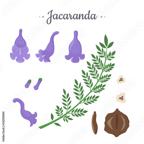 Jacaranda Mimosifolia tree. Flowers, buds, seeds and branch with leaves set.